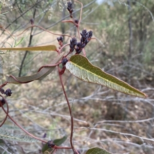 Hardenbergia violacea at Jerrabomberra, NSW - 31 Jul 2022