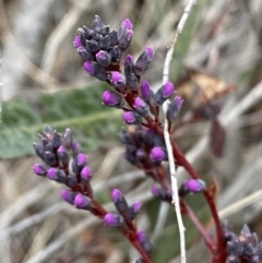 Hardenbergia violacea at Jerrabomberra, NSW - 31 Jul 2022