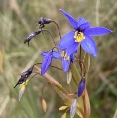 Stypandra glauca (Nodding Blue Lily) at Jerrabomberra, NSW - 31 Jul 2022 by Steve_Bok