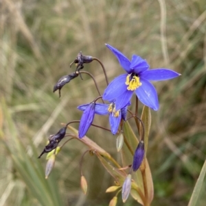 Stypandra glauca at Jerrabomberra, NSW - 31 Jul 2022 01:22 PM