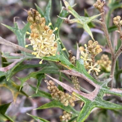 Grevillea ramosissima subsp. ramosissima (Fan Grevillea) at QPRC LGA - 31 Jul 2022 by Steve_Bok