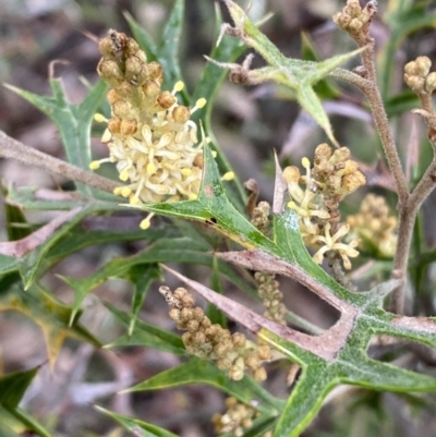 Grevillea ramosissima subsp. ramosissima (Fan Grevillea) at Mount Jerrabomberra - 31 Jul 2022 by Steve_Bok