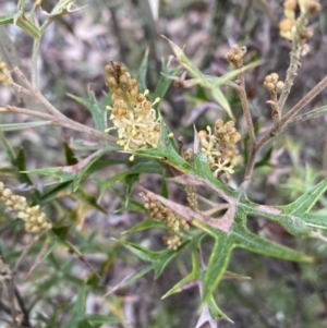 Grevillea ramosissima subsp. ramosissima at Jerrabomberra, NSW - 31 Jul 2022