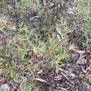 Grevillea ramosissima subsp. ramosissima at Jerrabomberra, NSW - 31 Jul 2022