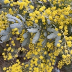 Acacia baileyana (Cootamundra Wattle, Golden Mimosa) at Jerrabomberra, NSW - 31 Jul 2022 by SteveBorkowskis