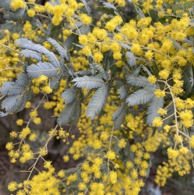 Acacia baileyana (Cootamundra Wattle, Golden Mimosa) at Jerrabomberra, NSW - 31 Jul 2022 by SteveBorkowskis