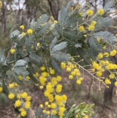 Acacia baileyana at Jerrabomberra, NSW - 31 Jul 2022