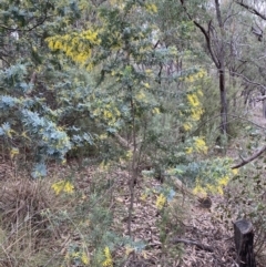 Acacia baileyana at Jerrabomberra, NSW - 31 Jul 2022