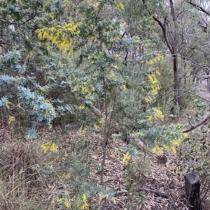 Acacia baileyana at Jerrabomberra, NSW - 31 Jul 2022