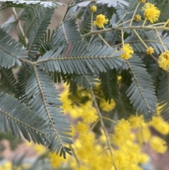 Acacia baileyana at Jerrabomberra, NSW - 31 Jul 2022