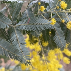 Acacia baileyana at Jerrabomberra, NSW - 31 Jul 2022 01:00 PM