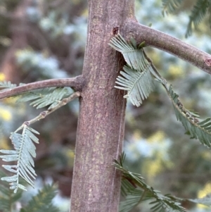 Acacia baileyana at Jerrabomberra, NSW - 31 Jul 2022 01:00 PM