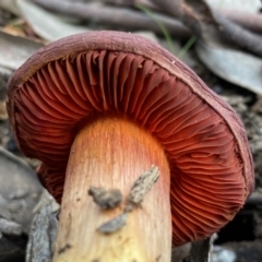 Cortinarius persplendidus (Splendid Red Skinhead) at Mount Jerrabomberra QP - 31 Jul 2022 by SteveBorkowskis