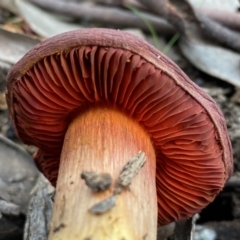 Unidentified Cap on a stem; gills below cap [mushrooms or mushroom-like] (TBC) at Jerrabomberra, NSW - 31 Jul 2022 by Steve_Bok