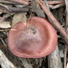 Cortinarius persplendidus at QPRC LGA - 31 Jul 2022 12:50 PM