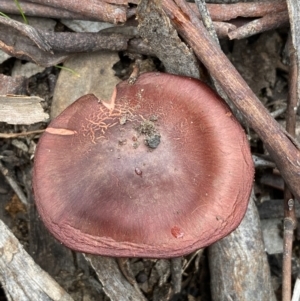 Cortinarius persplendidus at QPRC LGA - 31 Jul 2022 12:50 PM