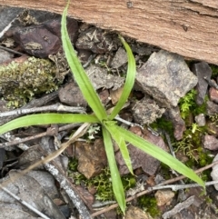 Luzula sp. (Woodrush) at Jerrabomberra, NSW - 31 Jul 2022 by Steve_Bok