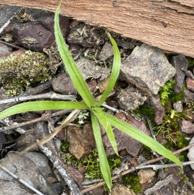 Luzula sp. (Woodrush) at Mount Jerrabomberra - 31 Jul 2022 by Steve_Bok