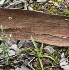 Luzula sp. at Jerrabomberra, NSW - 31 Jul 2022 12:45 PM