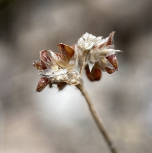 Luzula sp. at Jerrabomberra, NSW - 31 Jul 2022 12:45 PM