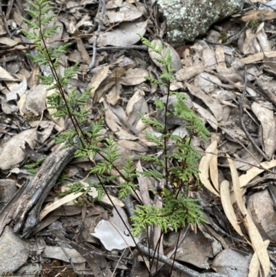 Cheilanthes sieberi subsp. sieberi (Narrow Rock Fern) at Mount Jerrabomberra - 31 Jul 2022 by Steve_Bok