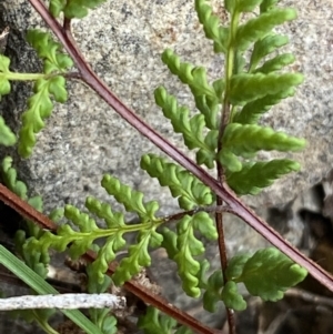 Cheilanthes sieberi subsp. sieberi at Jerrabomberra, NSW - 31 Jul 2022 12:41 PM