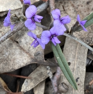 Hovea heterophylla at Jerrabomberra, NSW - 31 Jul 2022 12:36 PM