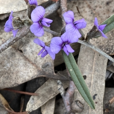 Hovea heterophylla (Common Hovea) at Mount Jerrabomberra QP - 31 Jul 2022 by Steve_Bok