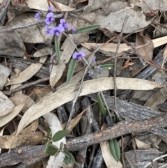 Hovea heterophylla at Jerrabomberra, NSW - 31 Jul 2022 12:36 PM