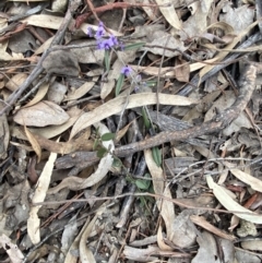 Hovea heterophylla at Jerrabomberra, NSW - 31 Jul 2022 12:36 PM