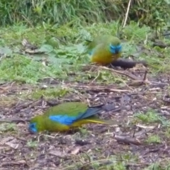 Neophema pulchella (Turquoise Parrot) at Burrinjuck Nature Reserve - 31 Jul 2022 by SonyaDuus