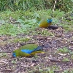 Neophema pulchella (Turquoise Parrot) at Burrinjuck, NSW - 31 Jul 2022 by SonyaDuus