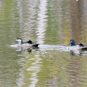 Nettapus pulchellus at Lockhart River, QLD - 4 Jan 2022