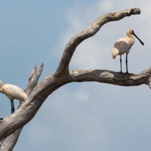 Platalea regia at Lockhart River, QLD - 4 Jan 2022