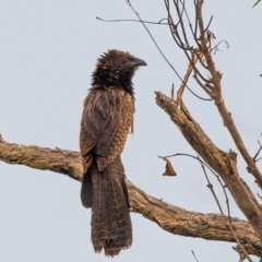 Centropus phasianinus (Pheasant Coucal) at Lockhart, QLD - 4 Jan 2022 by NigeHartley