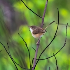 Malurus melanocephalus (Red-backed Fairywren) at Lockhart, QLD - 4 Jan 2022 by NigeHartley