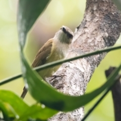 Pachycephala simplex (Grey Whistler) at Lockhart, QLD - 4 Jan 2022 by NigeHartley