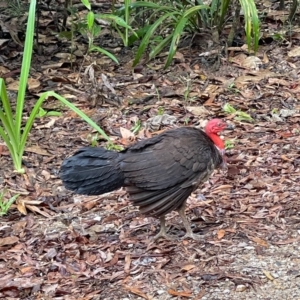 Alectura lathami at Lockhart, QLD - 4 Jan 2022