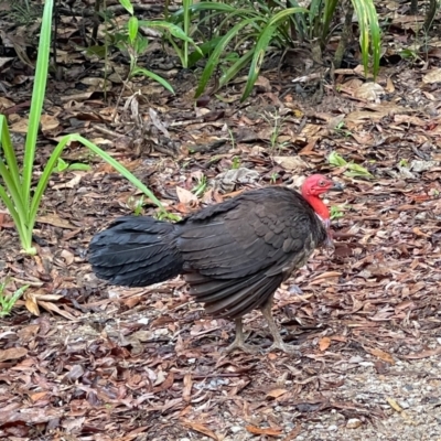 Alectura lathami (Australian Brush-turkey) at Lockhart, QLD - 4 Jan 2022 by NigeHartley