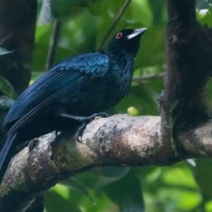 Phonygammus keraudrenii at Lockhart, QLD - 4 Jan 2022 05:35 PM