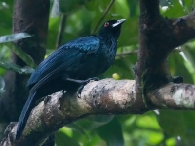 Phonygammus keraudrenii (Trumpet Manucode) at Lockhart, QLD - 4 Jan 2022 by NigeHartley