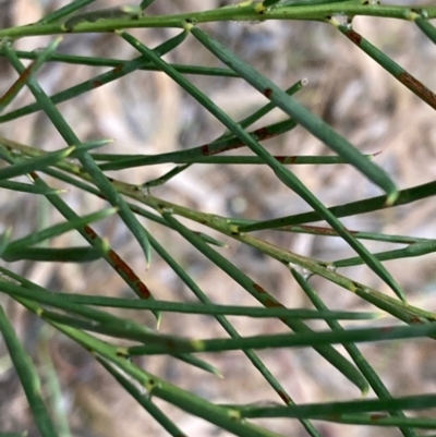 Acacia euthycarpa (Wallowa) at Fentons Creek, VIC - 31 Jul 2022 by KL