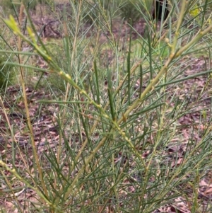 Acacia euthycarpa at Fentons Creek, VIC - 31 Jul 2022