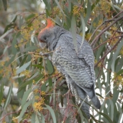 Callocephalon fimbriatum (Gang-gang Cockatoo) at Jerrabomberra, NSW - 31 Jul 2022 by Steve_Bok