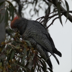 Callocephalon fimbriatum at Jerrabomberra, NSW - suppressed