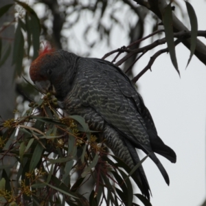 Callocephalon fimbriatum at Jerrabomberra, NSW - suppressed