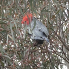 Callocephalon fimbriatum at Jerrabomberra, NSW - suppressed