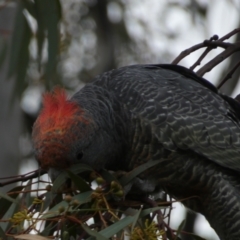 Callocephalon fimbriatum at Jerrabomberra, NSW - suppressed