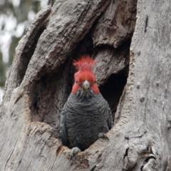 Callocephalon fimbriatum (Gang-gang Cockatoo) at Red Hill Nature Reserve - 31 Jul 2022 by Willcath80