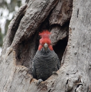 Callocephalon fimbriatum at Red Hill, ACT - 31 Jul 2022